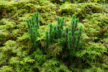 A group of Northern firmoss growing in the middle of greenish moss in Estonian boreal forest