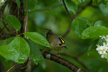 Tiny Goldcrest looking around in a lush blooming Bird cherry bush on a late spring day in Estonia, Northern Europe