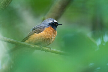 Closeup of a colorful male Common redstart perched on a beautiful spring evening in Estonian woodland, Northern Europe