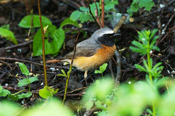 Colorful male Common redstart standing on the ground in a lush woodland in Estonia, Northern Europe