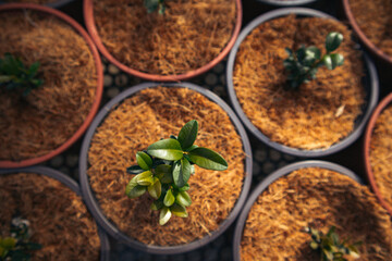 Pots with plants, small tree grown in A garden greenhouse. A hand touching flower in pot. Coconut...