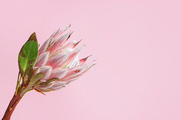 Beautiful protea flower on pink background