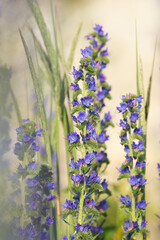 Naklejka premium Closeup of a beautiful Viper's bugloss flowering on a dry meadow in Estonia, Northern Europe