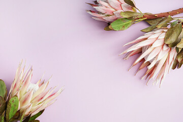 Naklejka na ściany i meble Beautiful protea flowers on lilac background