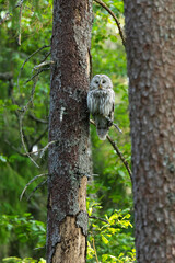 A predatory bird Ural owl perched and resting in a summery boreal forest in Estonia, Northern...