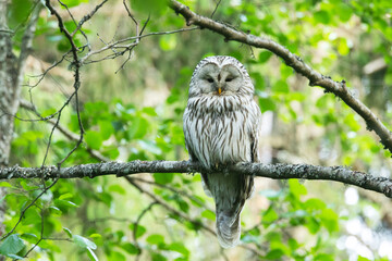 A predatory bird Ural owl perched and resting in a summery boreal forest in Estonia, Northern Europe	