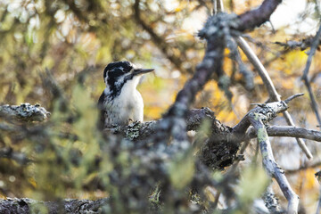 Closeup of an Eurasian three-toed woodpecker on an old Spruce branch in Riisitunturi National Park, Northern Finland