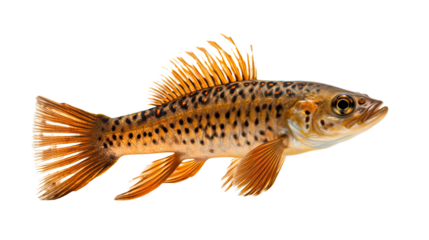 acestrorhynchidae fish, transparent background