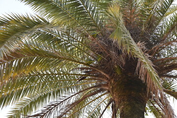 Palm tree and leaves in Barcelona city