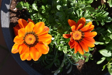 Flowers in the garden at home