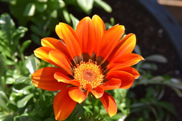 Flowers in the garden at home