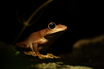 sapo, animais, natureza, verde, fauna, olho, macro, repteis, pequeno, close up