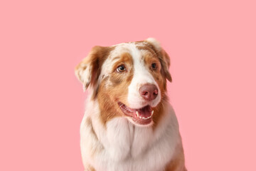 Cute Australian Shepherd dog on pink background, closeup