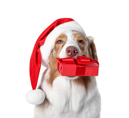Cute Australian Shepherd dog in Santa hat with Christmas gift on white background, closeup