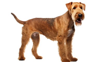 Airedale Terrier dog isolated on a transparent background