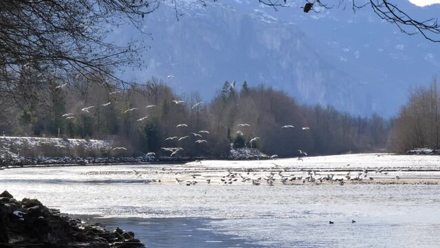 A large flock of seagulls landing in the Squamish River at the Brackendale Eagle Run in Squamish, British Columbia, Canada