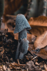 mushrooms in the forest