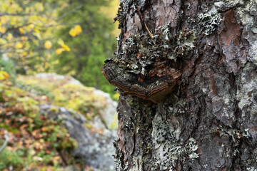 An old Pine conk fruiting body on a Pine tree trunk in a Finnish forest, Northern Europe
