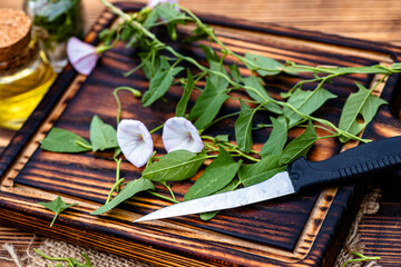 Convolvulus arvensis, or field bindweed making an elixir or tincture with essential oil from flowers