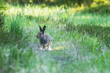 Mountain hare with summer fur coat standing still in a late spring boreal forest in Estonia, Northern Europe	