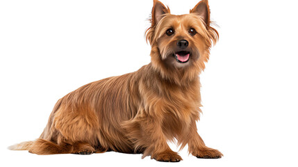 Australian Terrier dog isolated on a transparent background