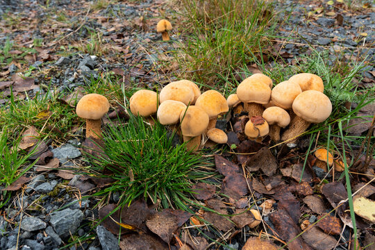 Group of Golden bootleg mushroom growing on some gravel during a late summer in Northern Finland