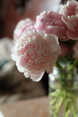 pink peony close up