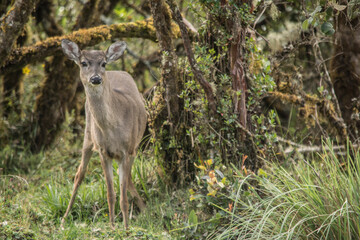 Venado de Cola Blanca 