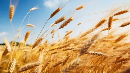 Fototapeta premium Vast Golden Wheat Field With Clear Blue Sky as a Background