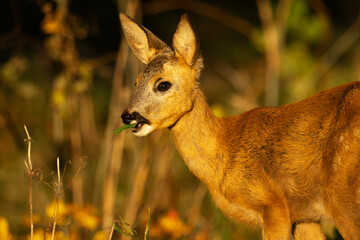 Closeup of a young Roe deer eating some plants during a sunset on an autumn evening in Estonia, Northern Europe