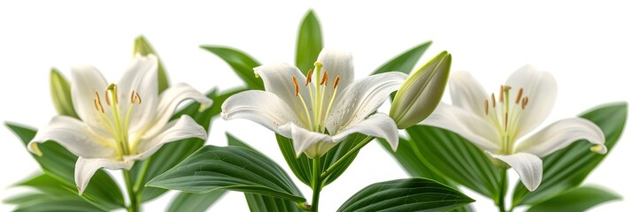 Lily Flower Bud With Green Leaf, Background Image, Background For Banner, HD