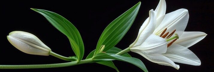 Lily Flower Bud With Green Leaf, Background Image, Background For Banner, HD