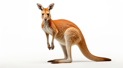 Close up view of a Australian red kangaroo on seamless gray white background image ai generated