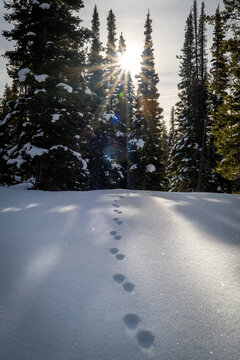 Bobcat Tracks In The Snow