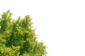 tree isolated on white background.