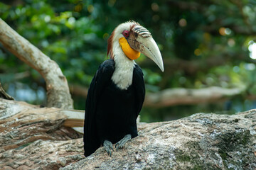 Julang Emas or Rhyticeros undulatus bird