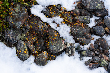 Dwarf birch with colorful leaves during fall foliage and first snow of the season in Urho Kekkonen National Park, Northern Finland