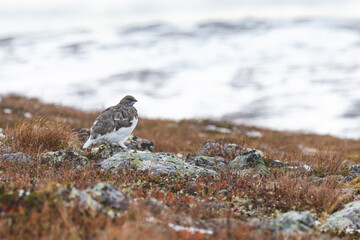 Rock ptarmigan resting on cold autumn day with fresh snow in the mountains of Urho Kekkonen National Park, Northern Finland	