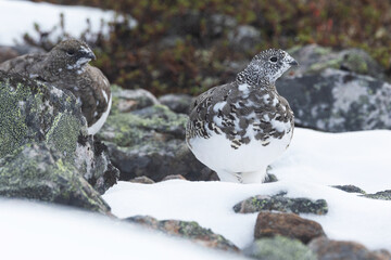 Two Rock ptarmigans standing still on fresh snow in the mountains of Urho Kekkonen National Park, Northern Finland	