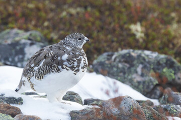 Rock ptarmigan standing on fresh snow in the mountains of Urho Kekkonen National Park, Northern Finland	