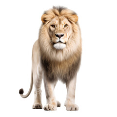 Fototapeta premium Portrait of a white lion, full body standing isolated on transparent background