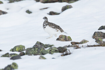 Rock ptarmigan walking on fresh snow in the mountains of Urho Kekkonen National Park, Northern Finland	