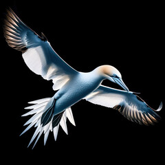 Sula nebouxii (Blue-footed booby), blue-footed booby bird, pájaro bobo de patas azules, Alcatraz, Isolated black background. galapagos wildlife.