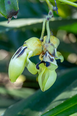 奄美大島　ワニグチモダマ