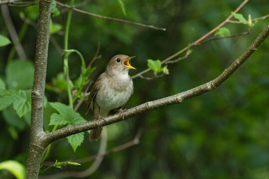 Thrush nightingale perched and singing on a beautiful spring evening in a woodland in Estonia, Northern Europe	