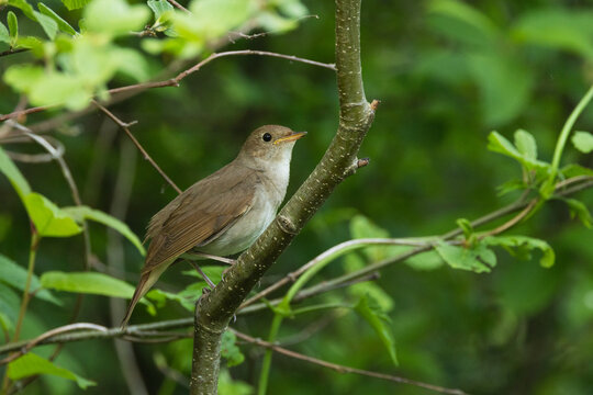 Thrush nightingale perched on a beautiful spring evening in a woodland in Estonia, Northern Europe	