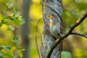 Thrush nightingale perched and singing on a beautiful spring evening in a woodland in Estonia, Northern Europe	