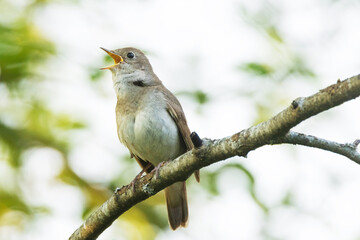 Thrush nightingale perched and singing on a beautiful spring evening in a woodland in Estonia, Northern Europe	