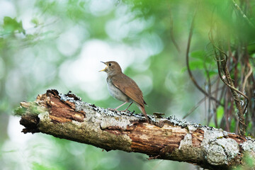 Thrush nightingale perched and singing on a beautiful spring evening in a woodland in Estonia, Northern Europe	