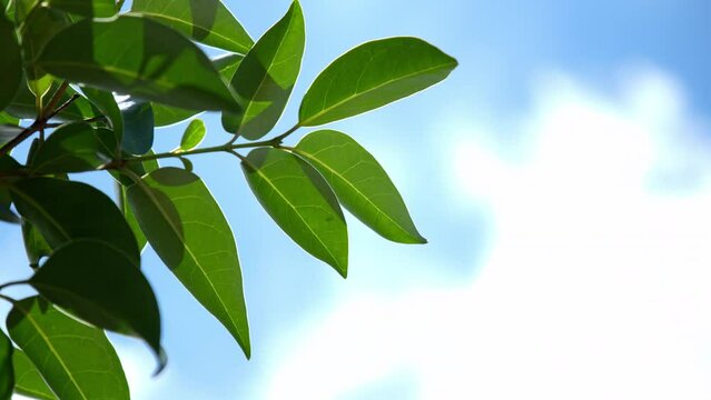 branch with green leaves in the blue sky
galho de folhas verdes no c&eacute;u azul